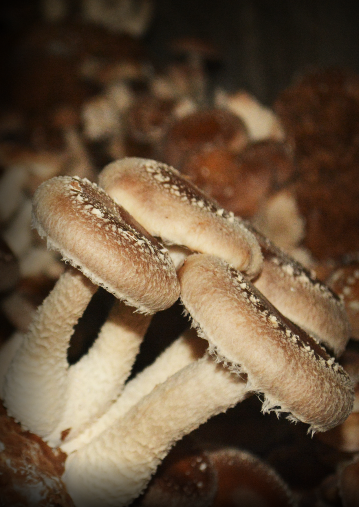 Manitari - Pilzmanufaktur (Bioland)