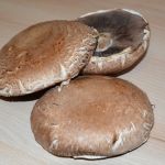 Portobello - Pilze